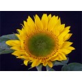 Sunflower - Green Center